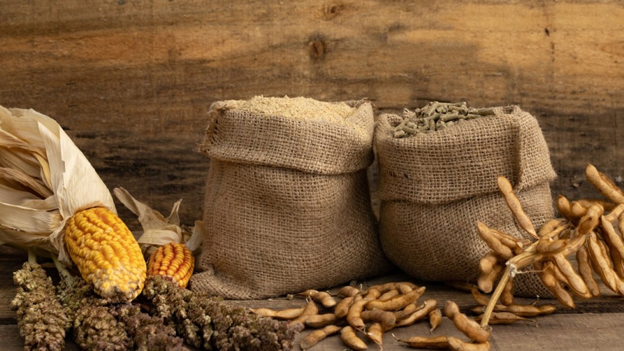 Mexico's Grain Imports Surge Amid Record Low Production