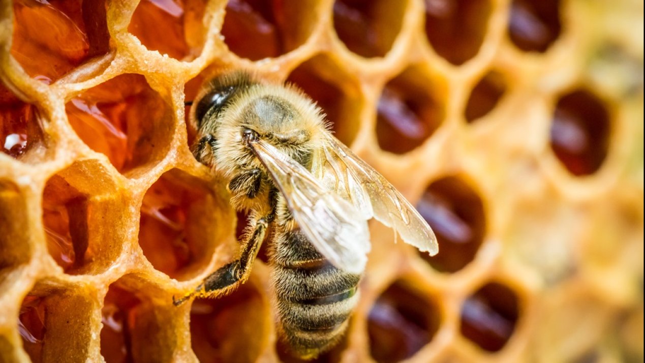 Preserving Bees’ Vital Role in Agriculture
