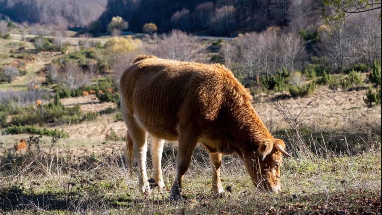Grassland Degradation Threatens Food Security: UN Report