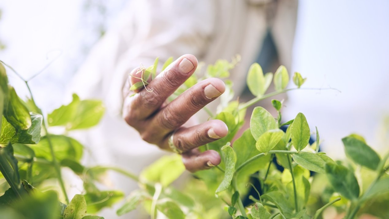 SADER, GEF Launch Sustainable Agriculture Project 