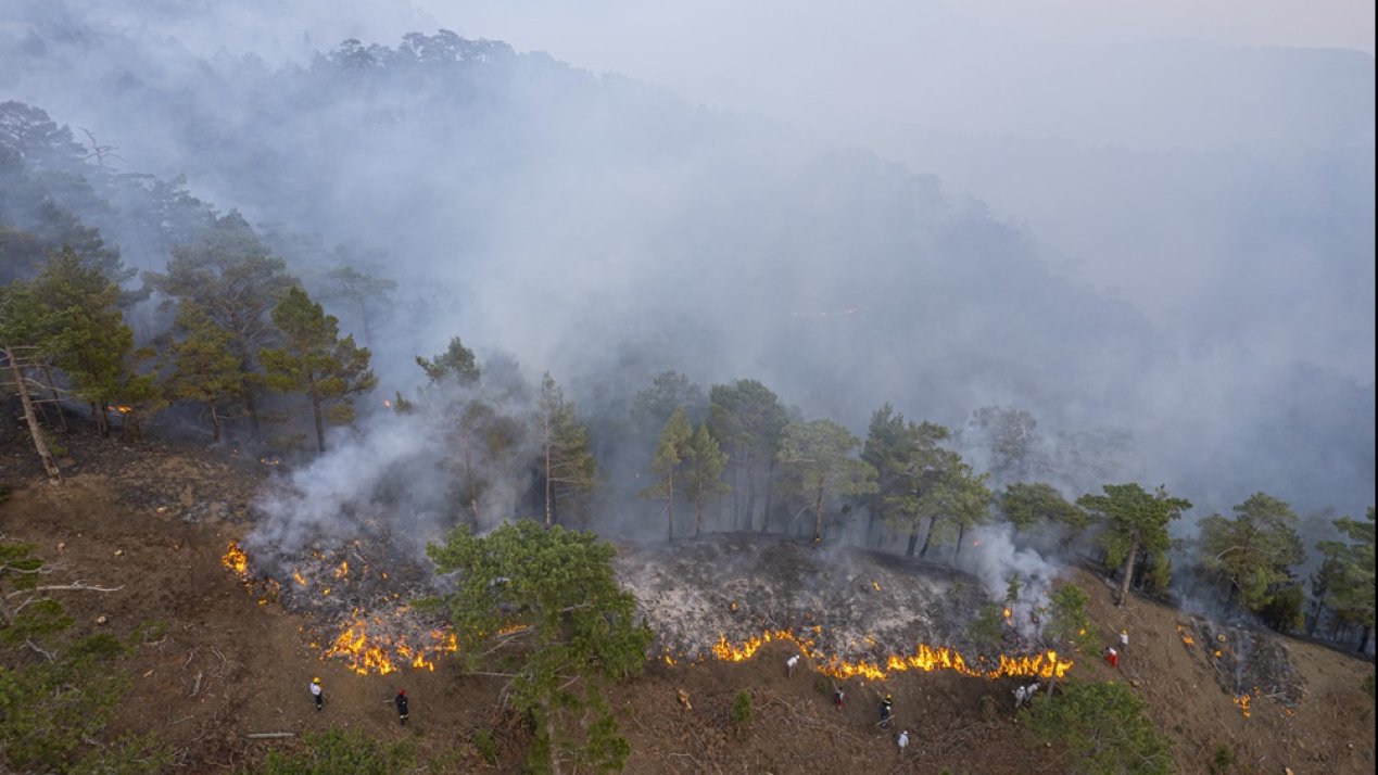 One Third of Forest Fires Linked to Agricultural Burning: SADER