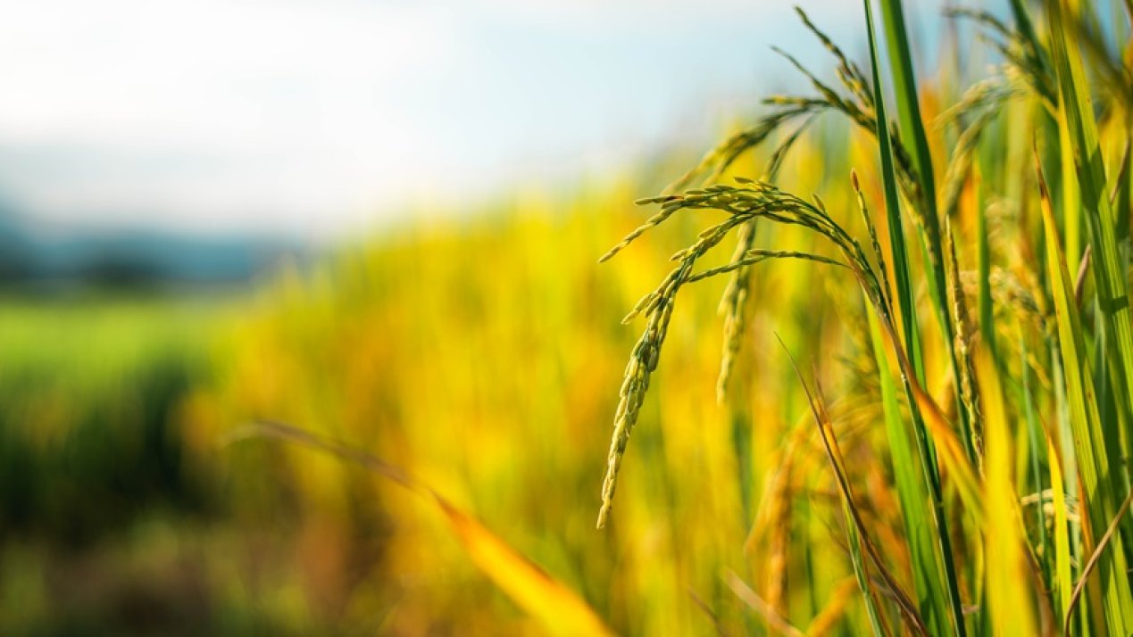 Sheinbaum's Campeche Plan: Economic, Social Development