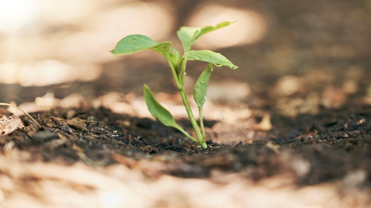 Driving Sustainable Agriculture, Food Production Innovation