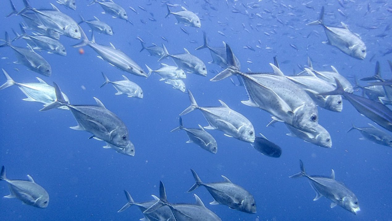 Nestlé Invests in Ocean Sustainability Fund