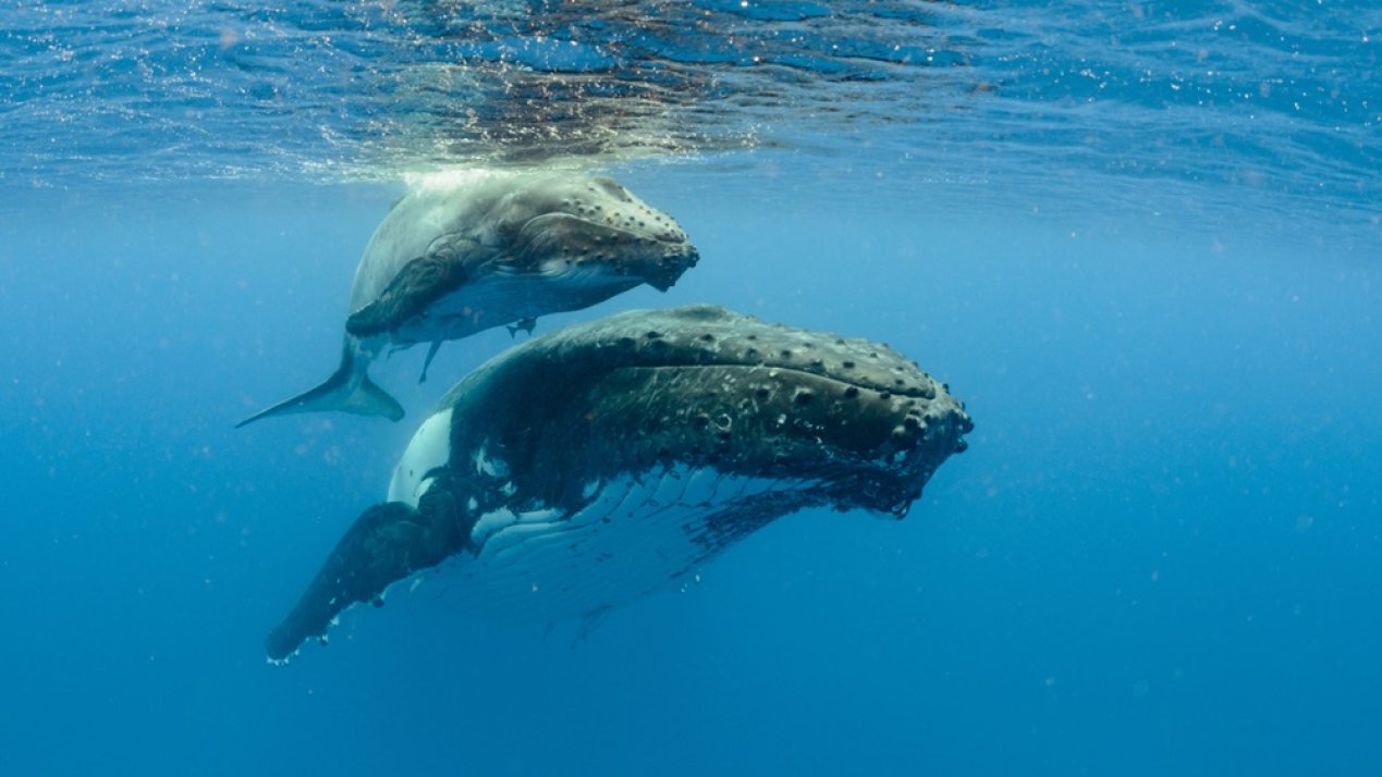 ITLOS Highlights Legal Obligation to Curb Marine Pollution 