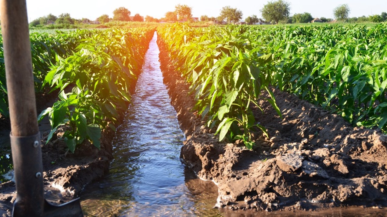 Crop Protection Crucial for Sustainable Agriculture Amid Drought