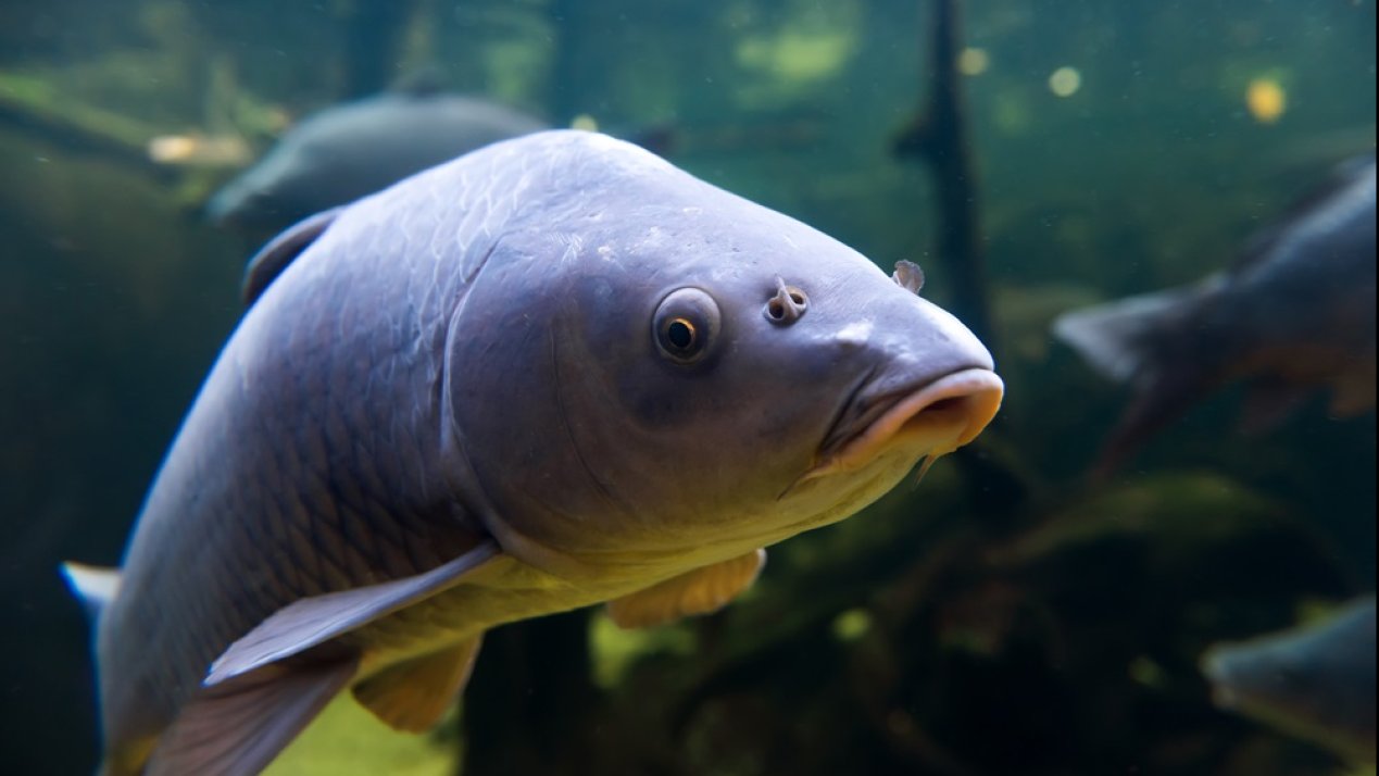 Carp Aquaculture Enhanced Through International Collaboration