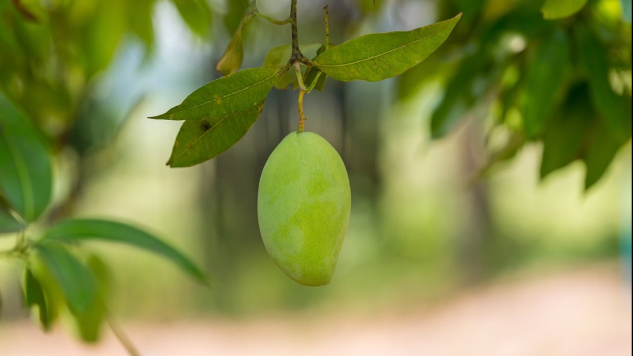 Challenges in Mango Export Season to Europe
