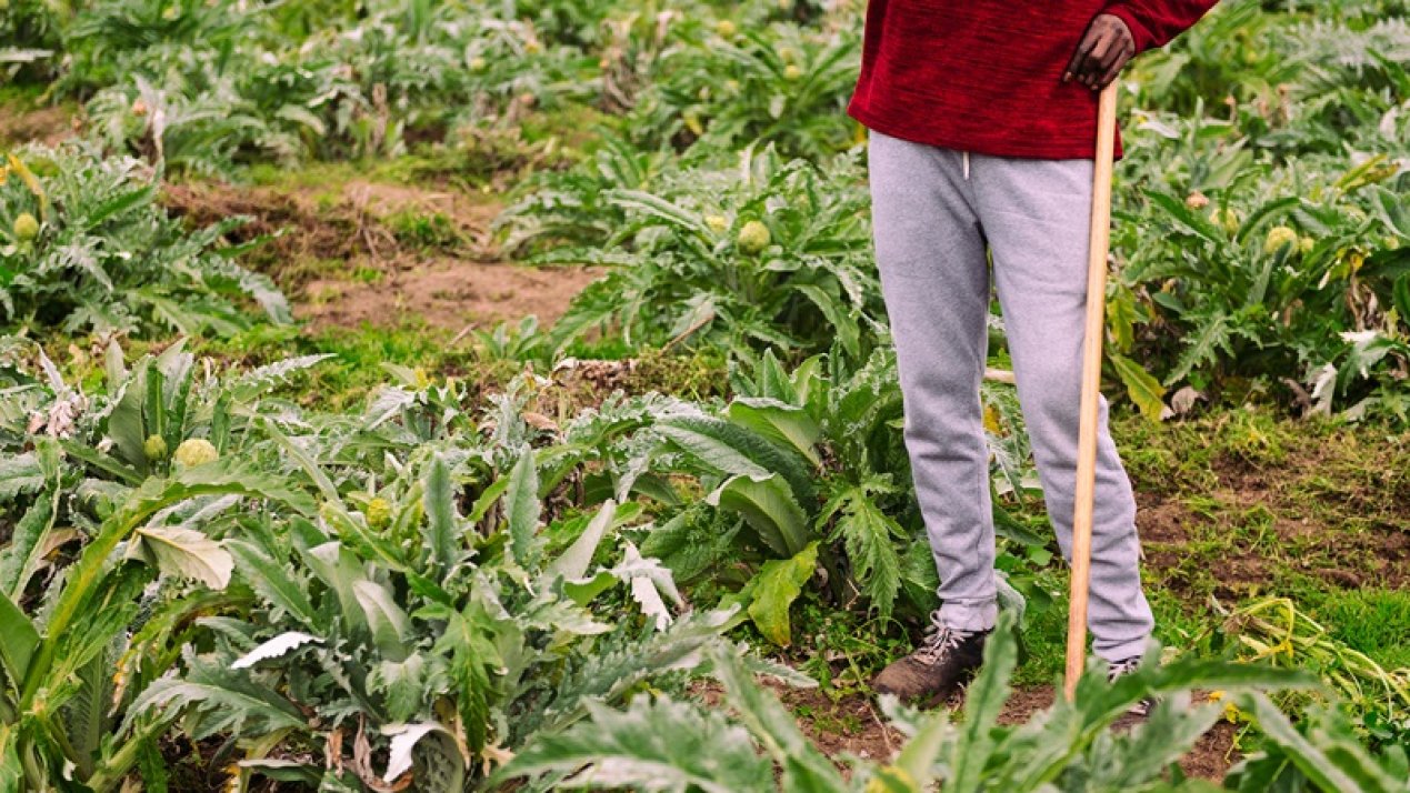 SADER to Promote Sustainable Agriculture in Veracruz