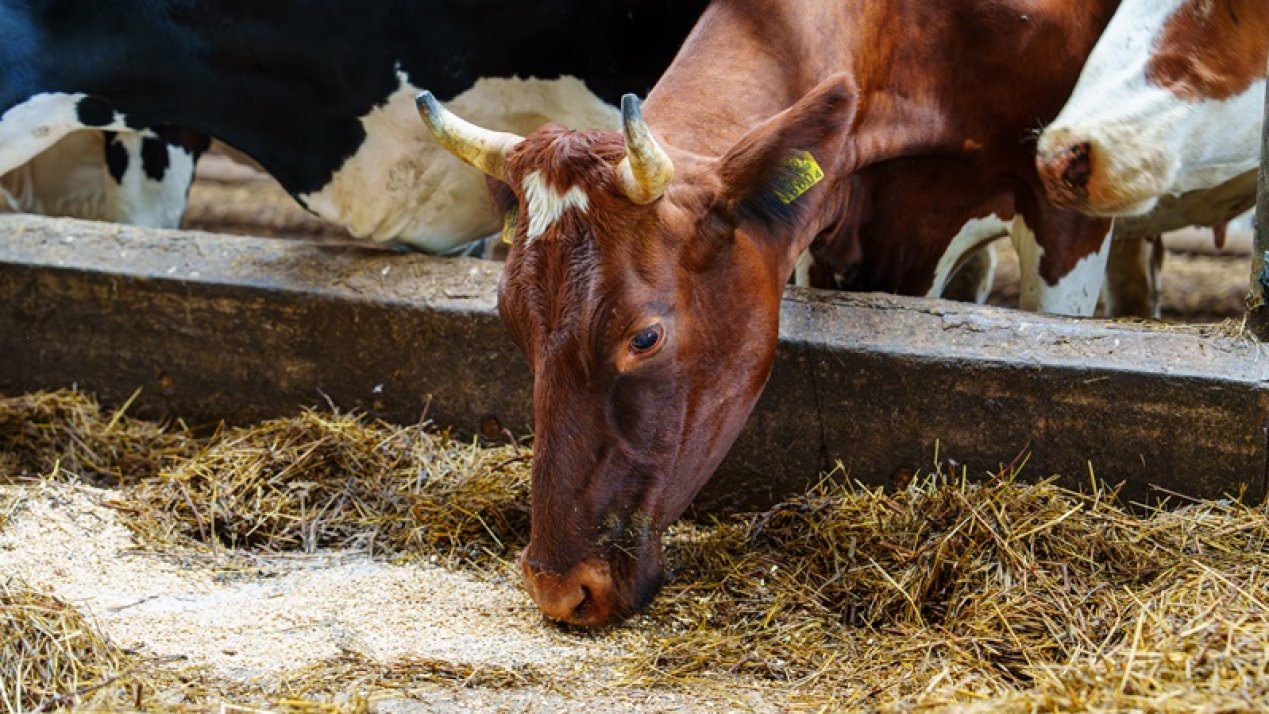 Denmark Sets New Livestock CO2 Tax
