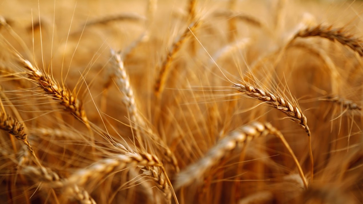 Syngenta Advances Sustainable Agriculture Practices 