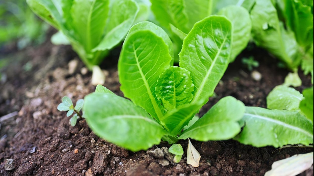 Mexico Advances Sustainable Agriculture With New Strategies