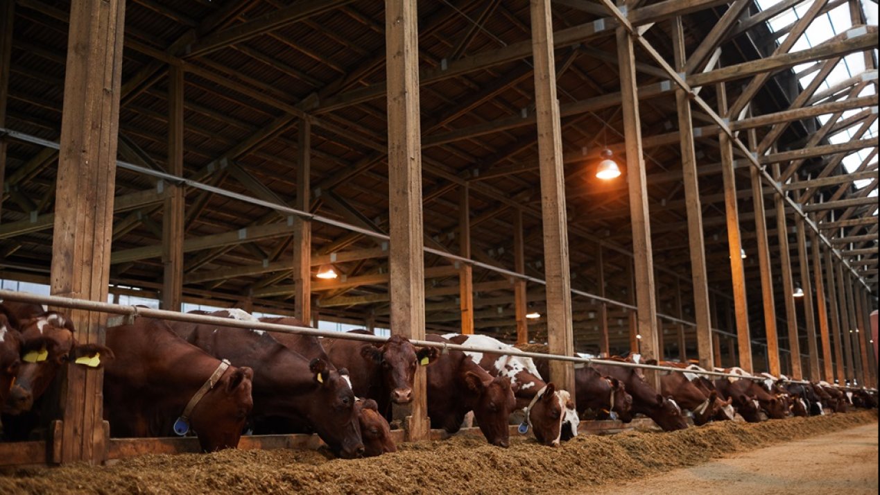 Mexico Enhances Livestock Traceability System