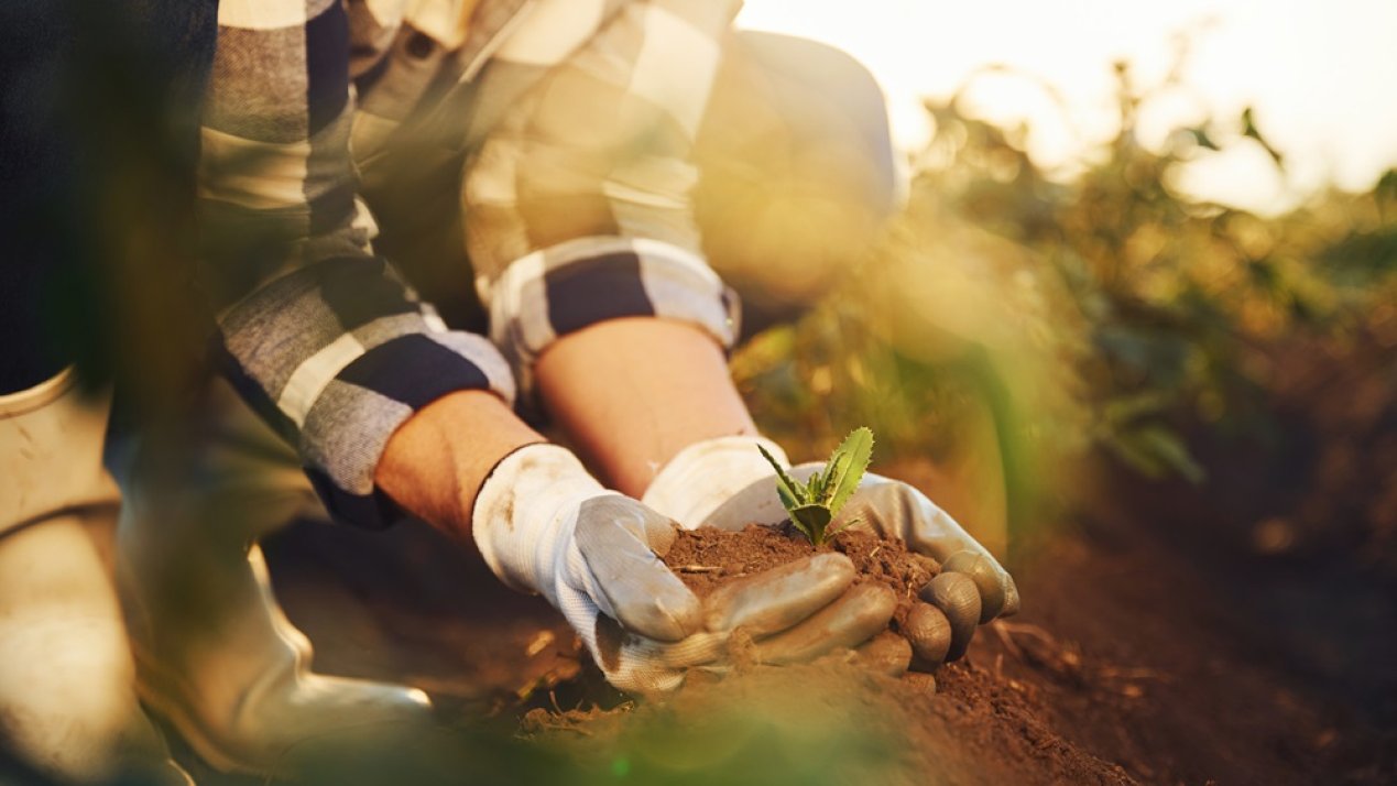 Fertilizers for Well-Being Program Achieves 82.48% Target