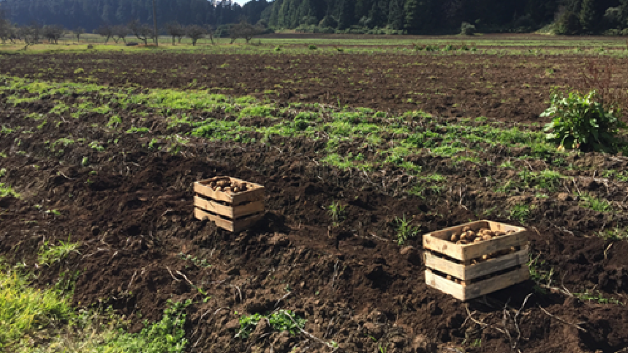 Public-Private Alliance Strengthens Mexico's Agri-Food Safety 