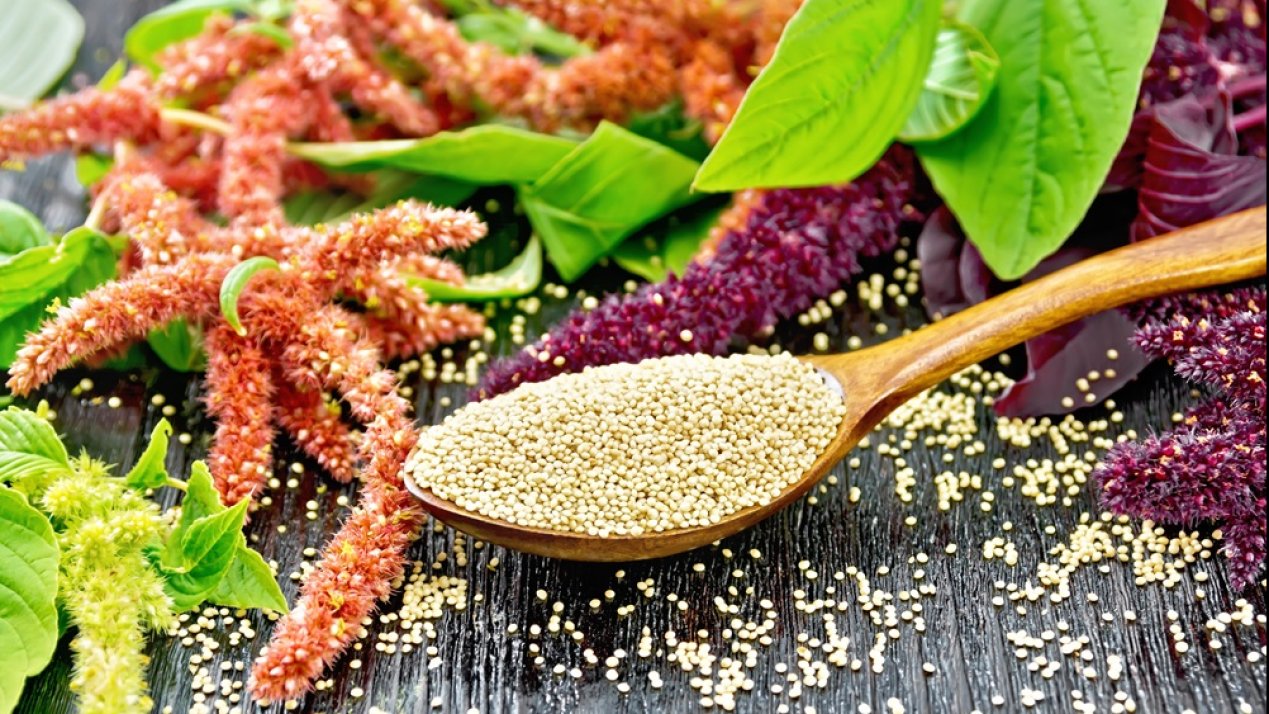 Mexico Chosen as FAO Demo Country for Amaranth Value Chain