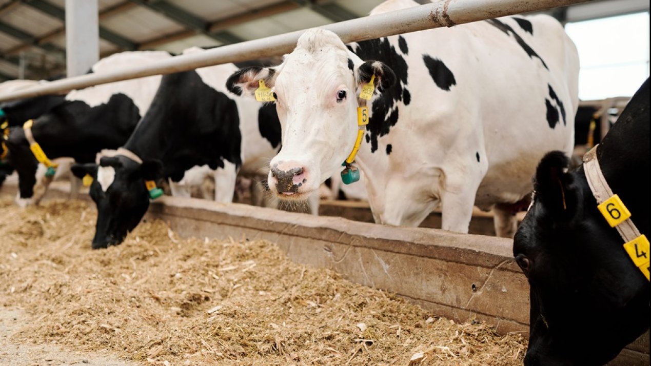 New National Livestock Tracking System Launched in Mexico