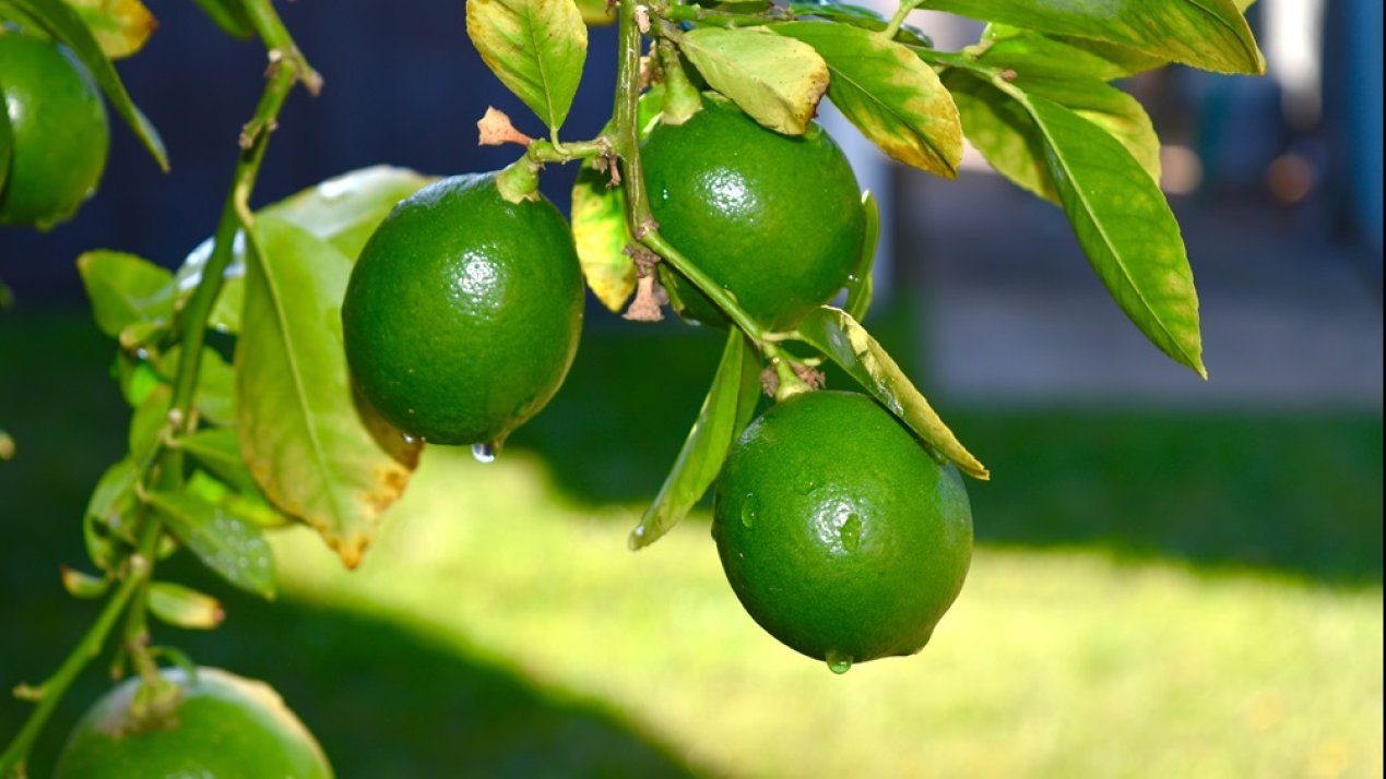 Lime Producers Halt Operations Amid Organized Crime Threats