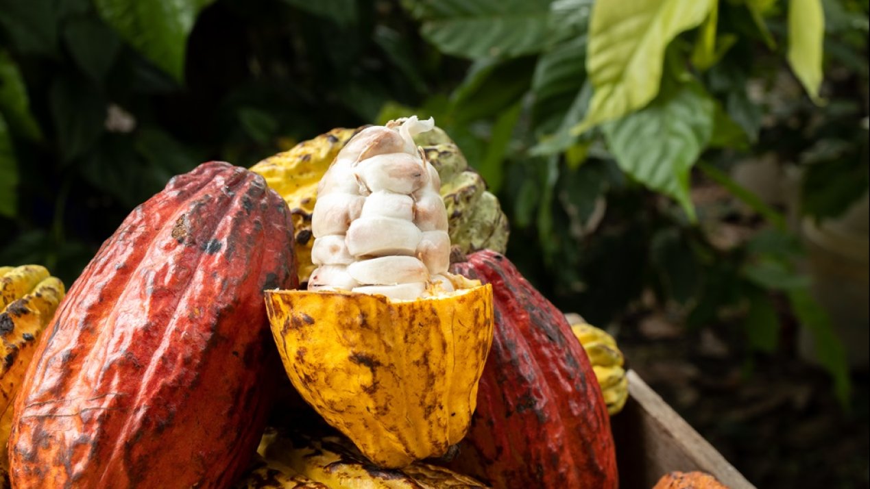 Mexican Cacao Programs Boost Production, Sustainability