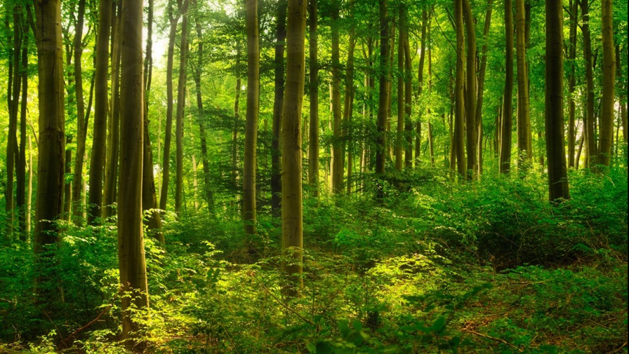 SEDEMA Documents Biodiversity in Chapultepec Forest