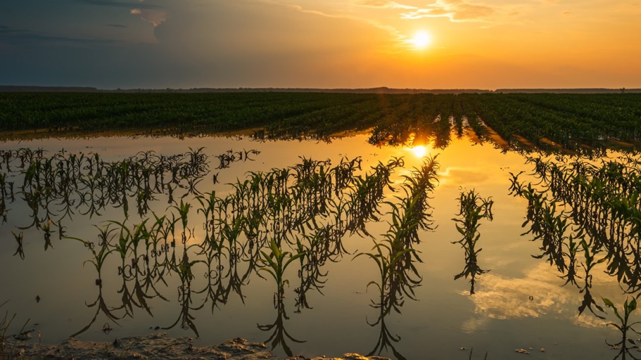 Flooding Crisis Impacts Corn Production in Mexico