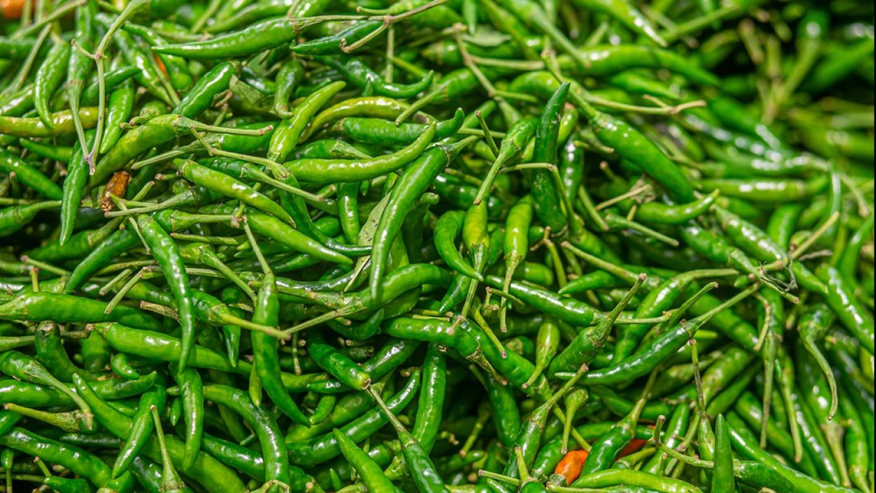 Mexico Achieves Record Green Chili Exports in 2023