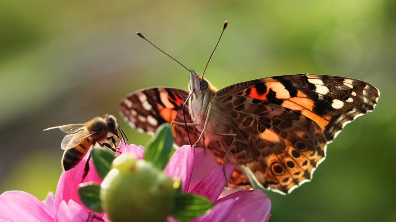 Mexico Launches Pollinator Conservation Project in Schools