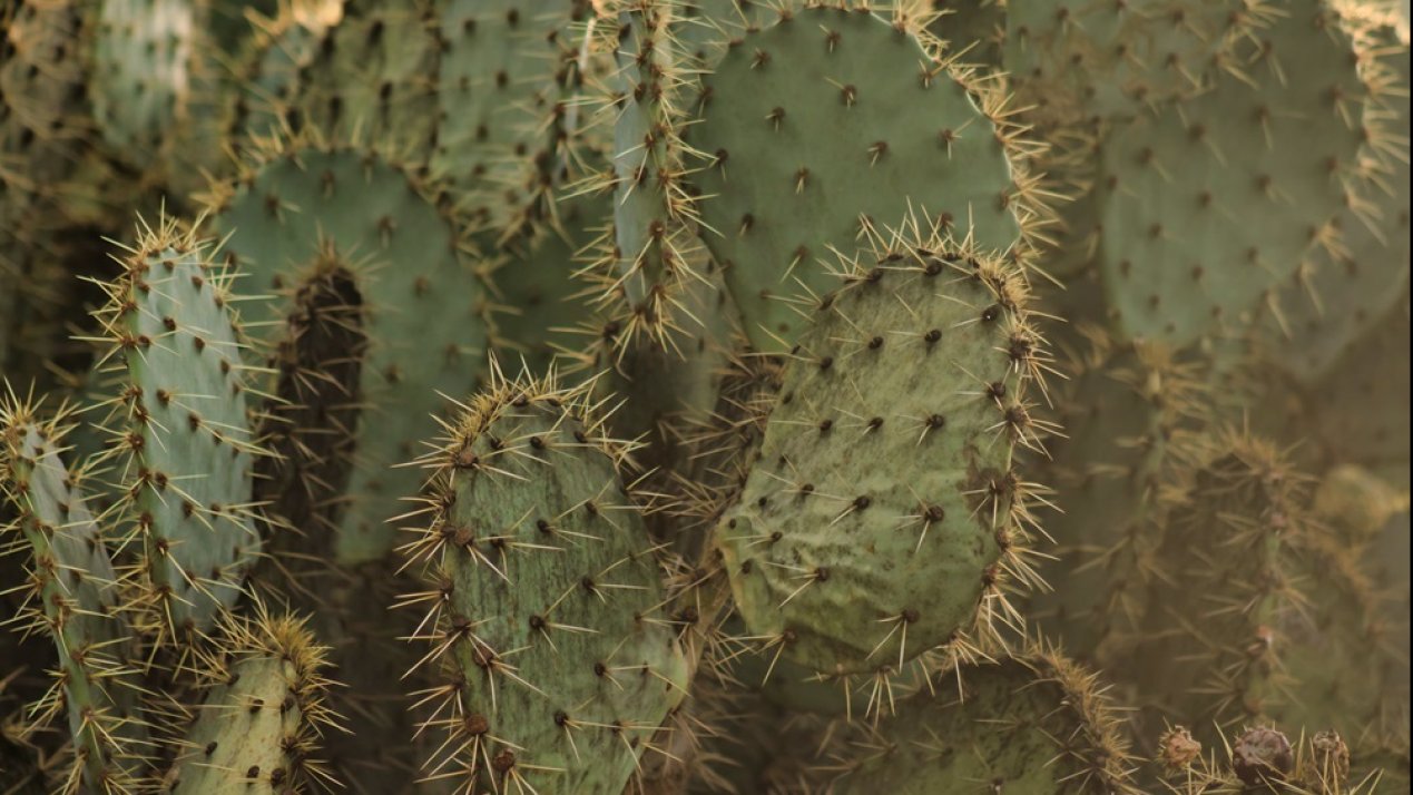 Mexico, UAE to Strengthen Agricultural and Trade Cooperation