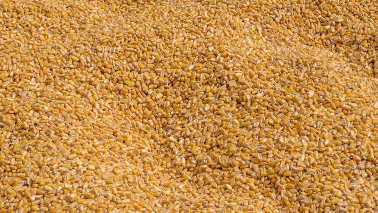 Mexico Poised to Become Top US Grain Importer