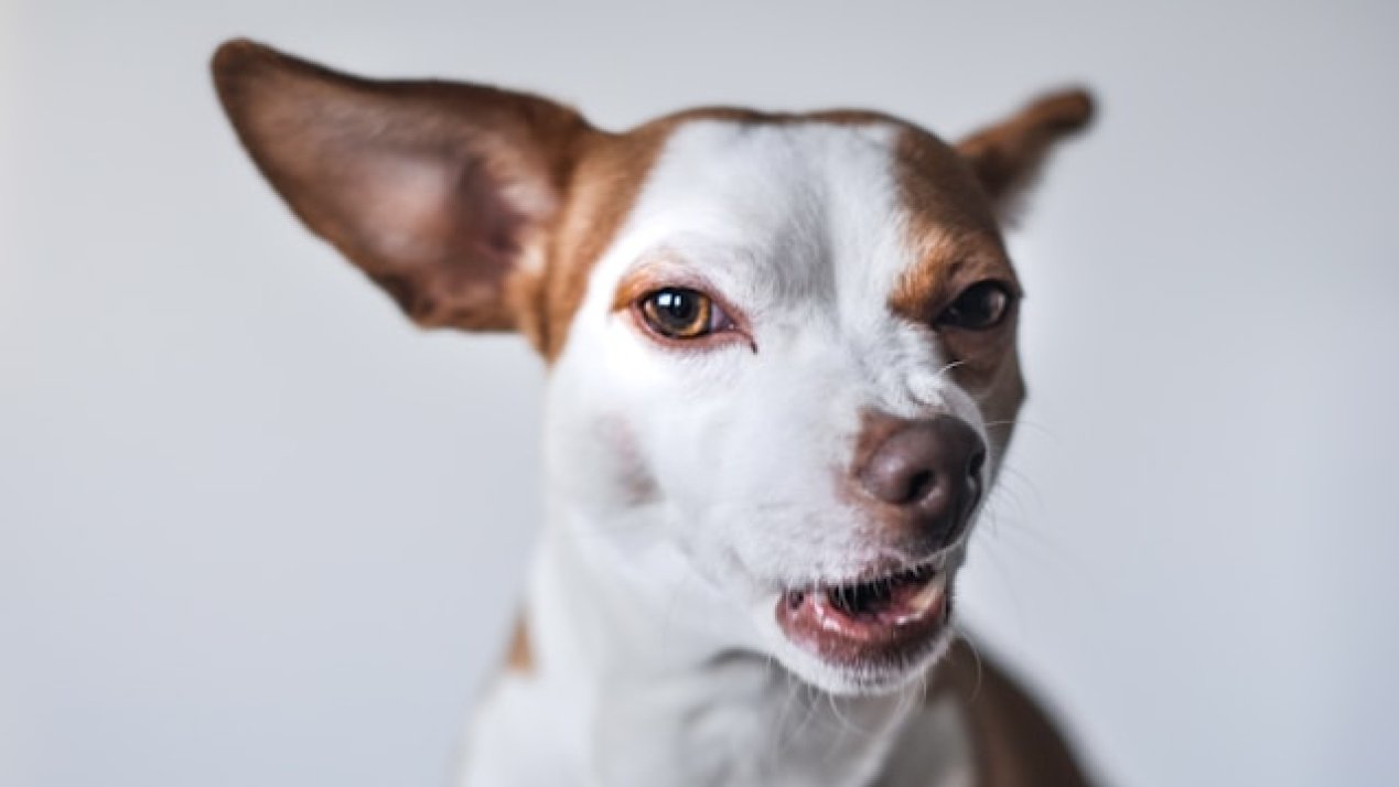 Mexico Makes Progress in Eliminating Canine Rabies