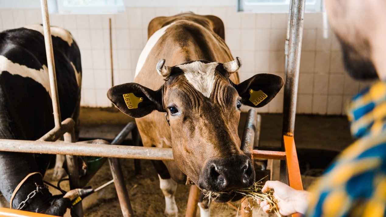 Mexico, US Strengthen Partnership to Combat Livestock Pest