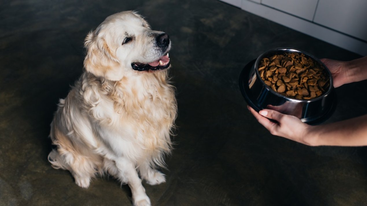 Proposal to Eliminate VAT on Pet Food Moves Forward in Mexico