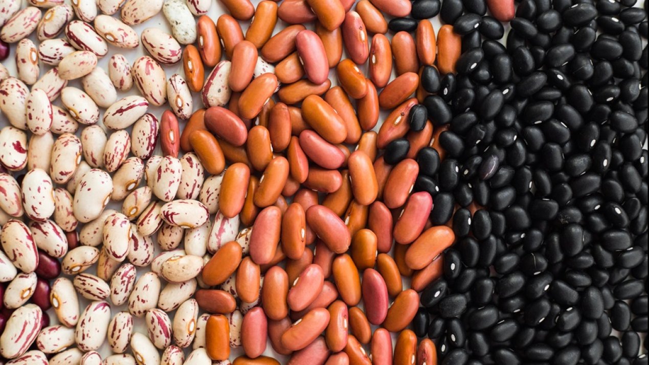 Mexico Boosts Bean Production for Food Security