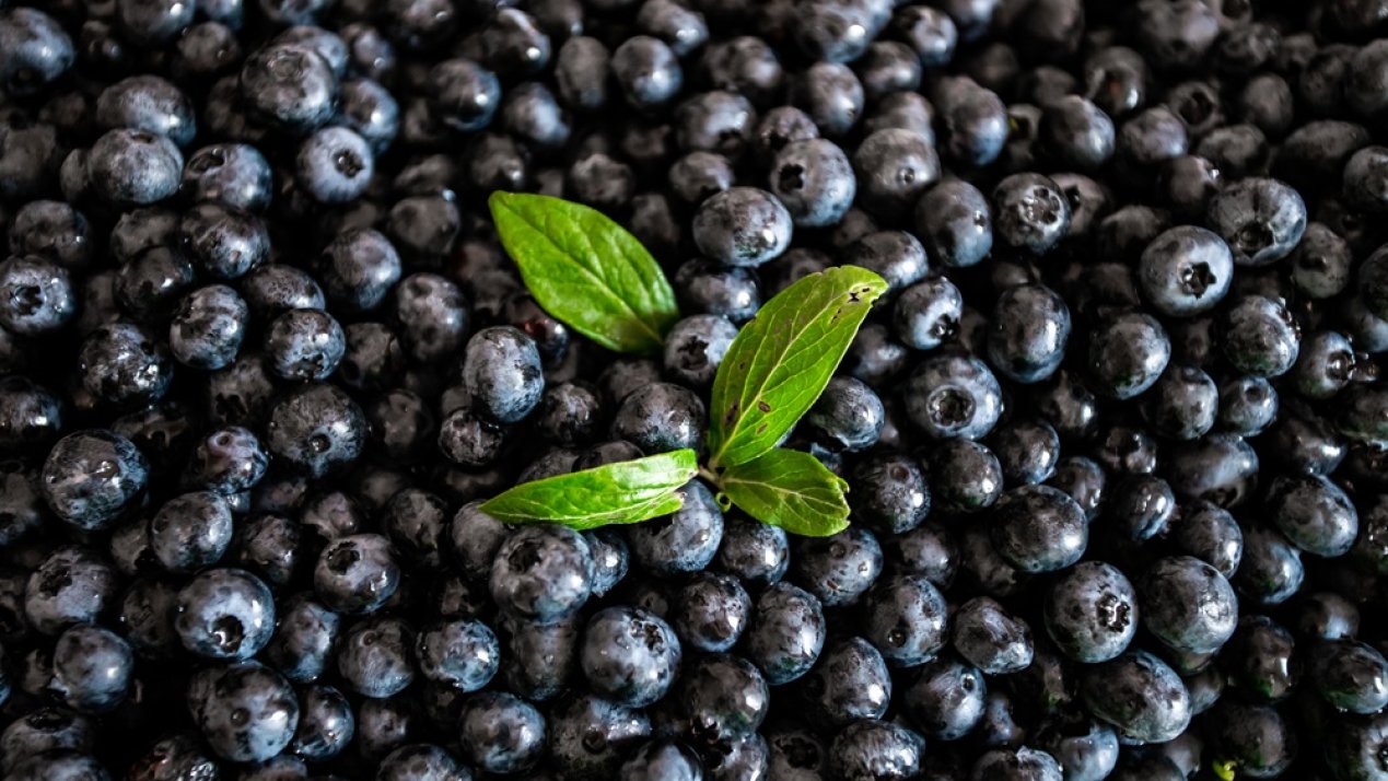 Mexico’s Blueberry Production to Rise 8% in 2024