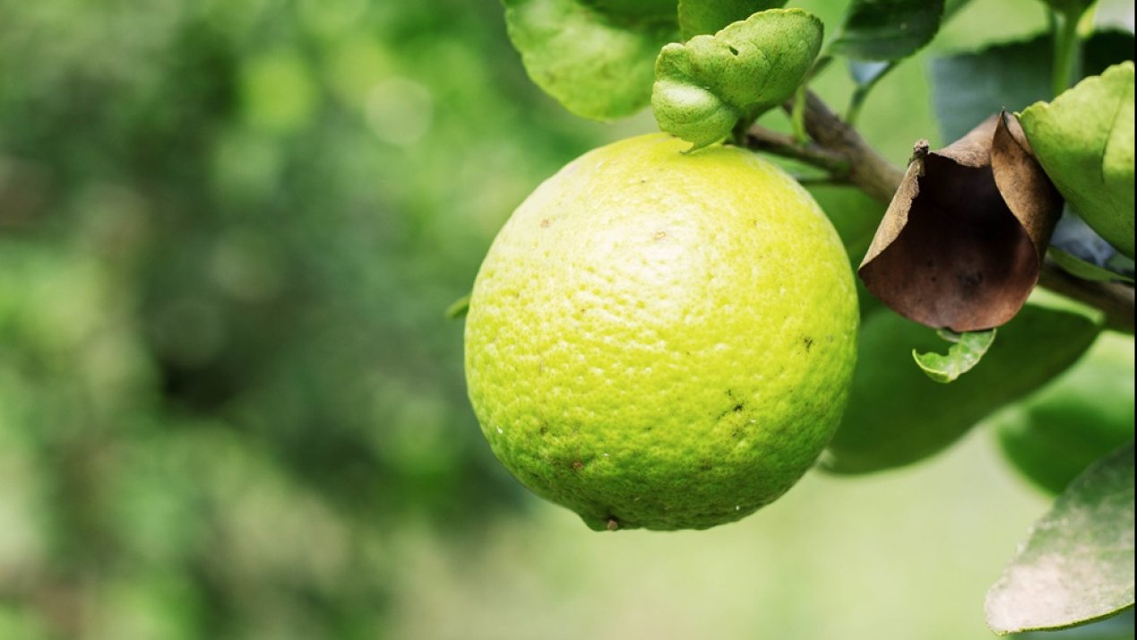 Michoacan, Food Collective Partner to Export Lemons to Sweden