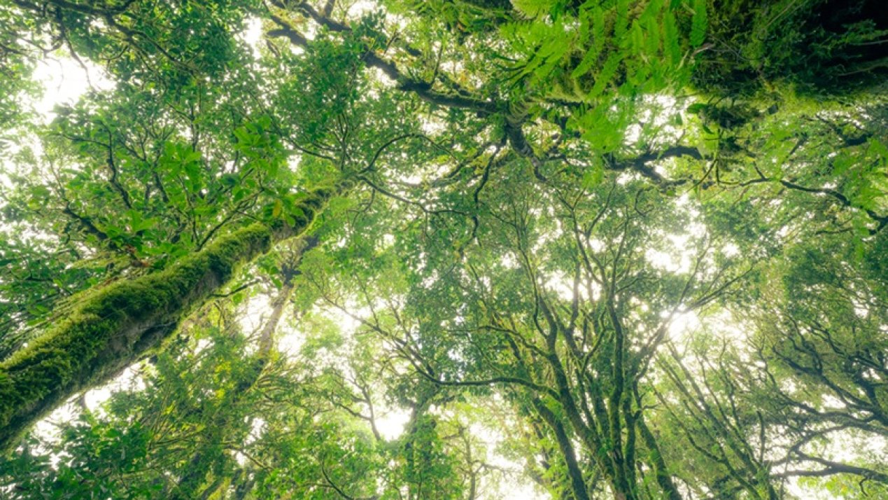 COP29 Advances Carbon Market Regulations to Drive Climate Action