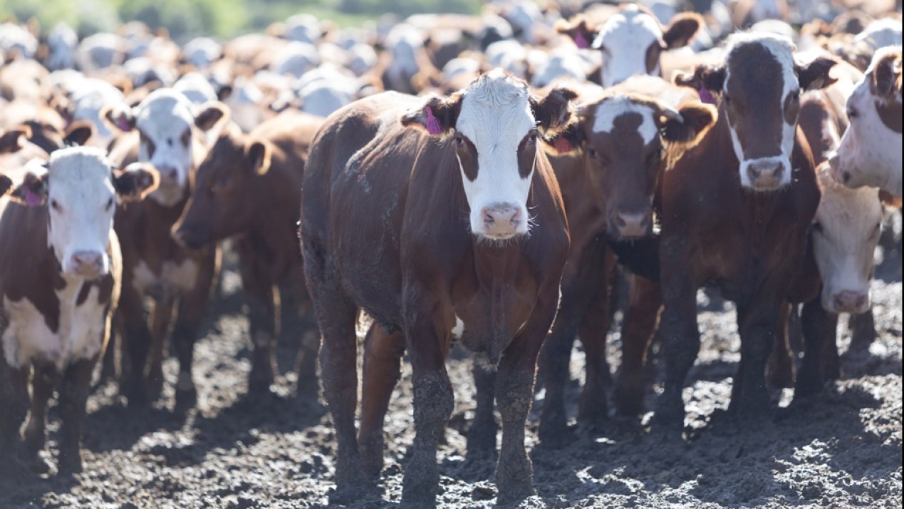 Latin America Pursues Sustainable Livestock Amid Rising Demand
