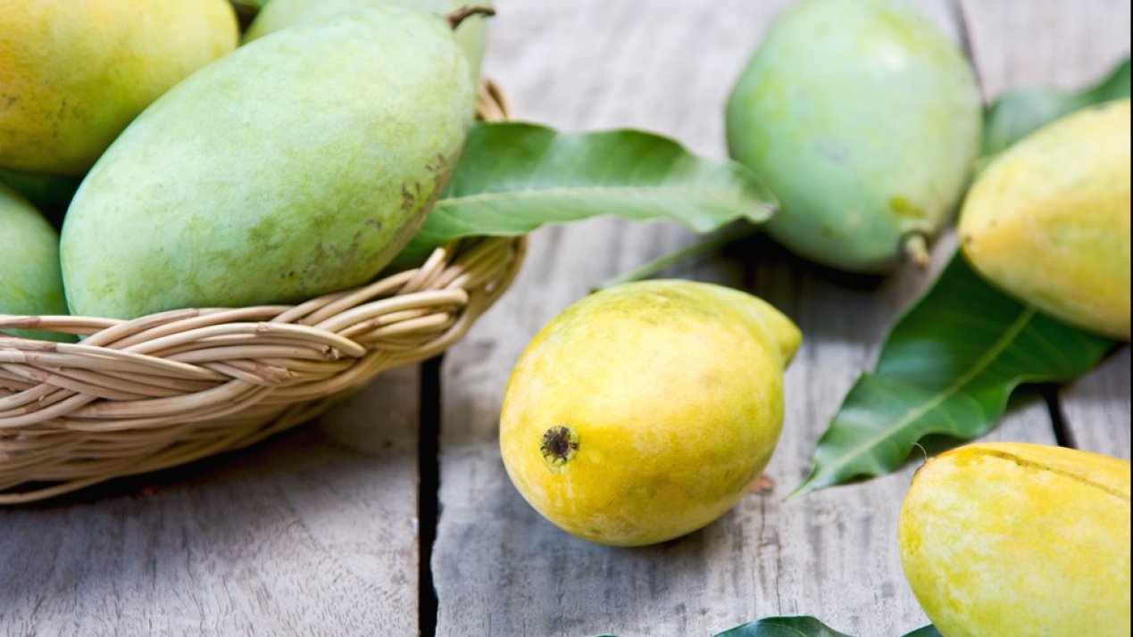 Mango Exports Poised for Growth in the US Market by 2025