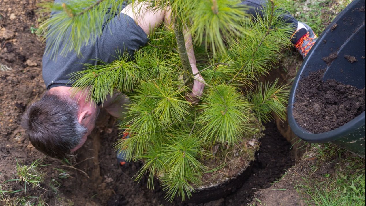 Toroto Targets 5,000Ha for Ecosystem Restoration in Mexico