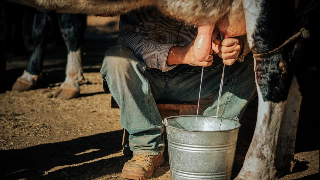 California Recalls Raw Milk Over Avian Flu