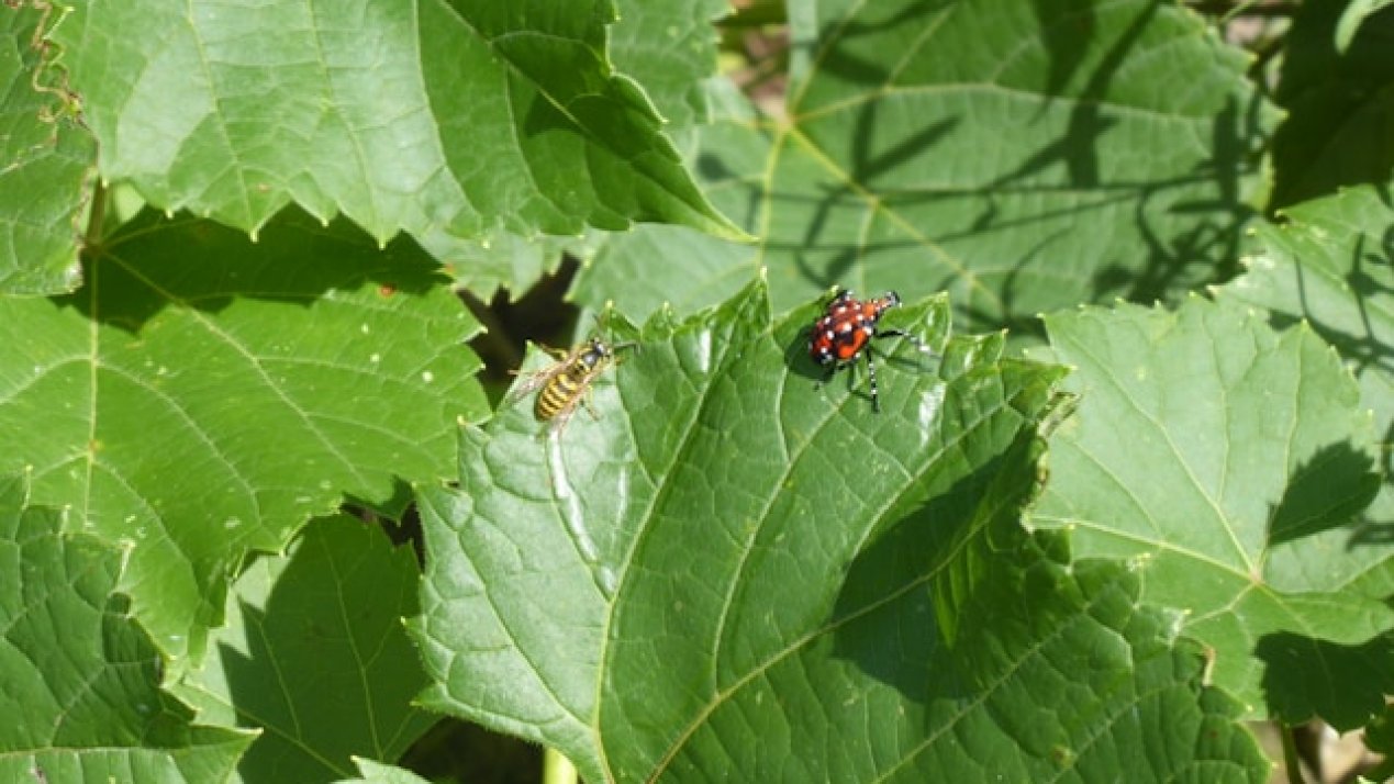 Senasica Adds 13 New Canine Units to Prevent Pests in Mexico