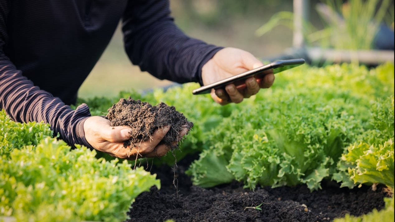 Guanajuato Launches AI-Powered Tool for Agricultural Support