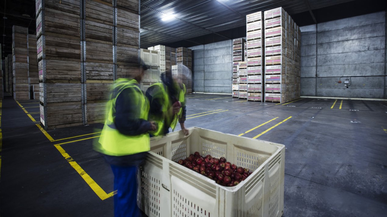 Mexico Becomes Transit Point for Chilean Fruit Heading to China