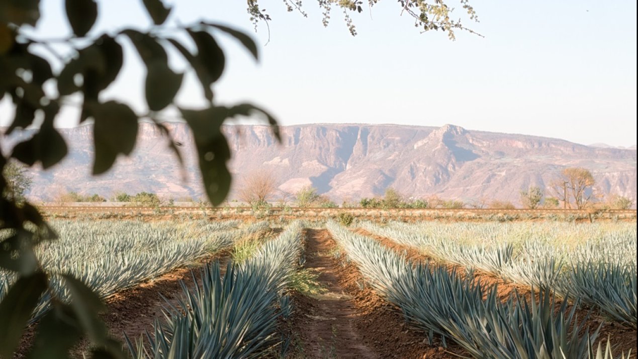 Tequila Industry Prioritizes Small Agave Producers 
