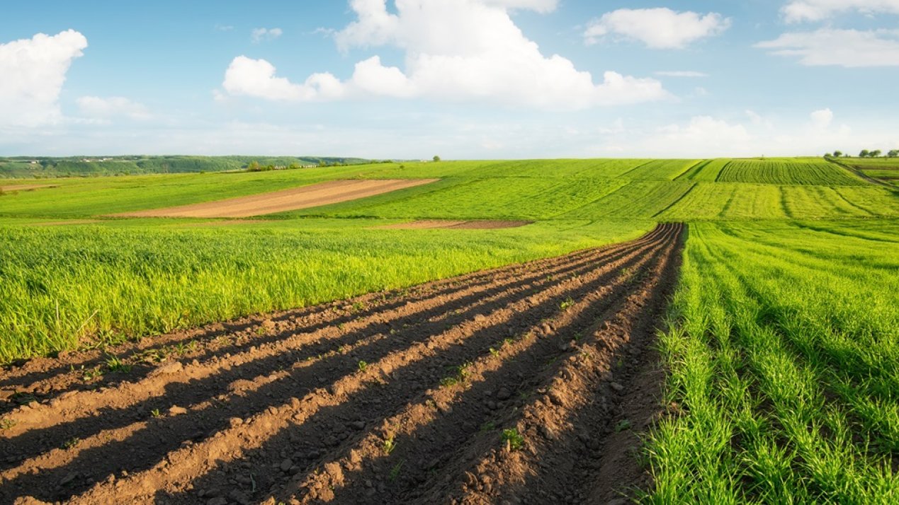 Mexico's Agrifood Challenges and Progress in 2024