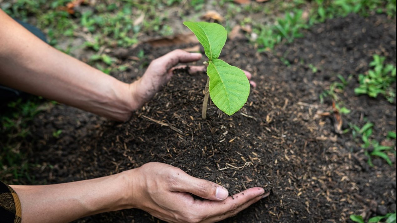 World Vision Mexico Completed Reforestation Project in Acapulco