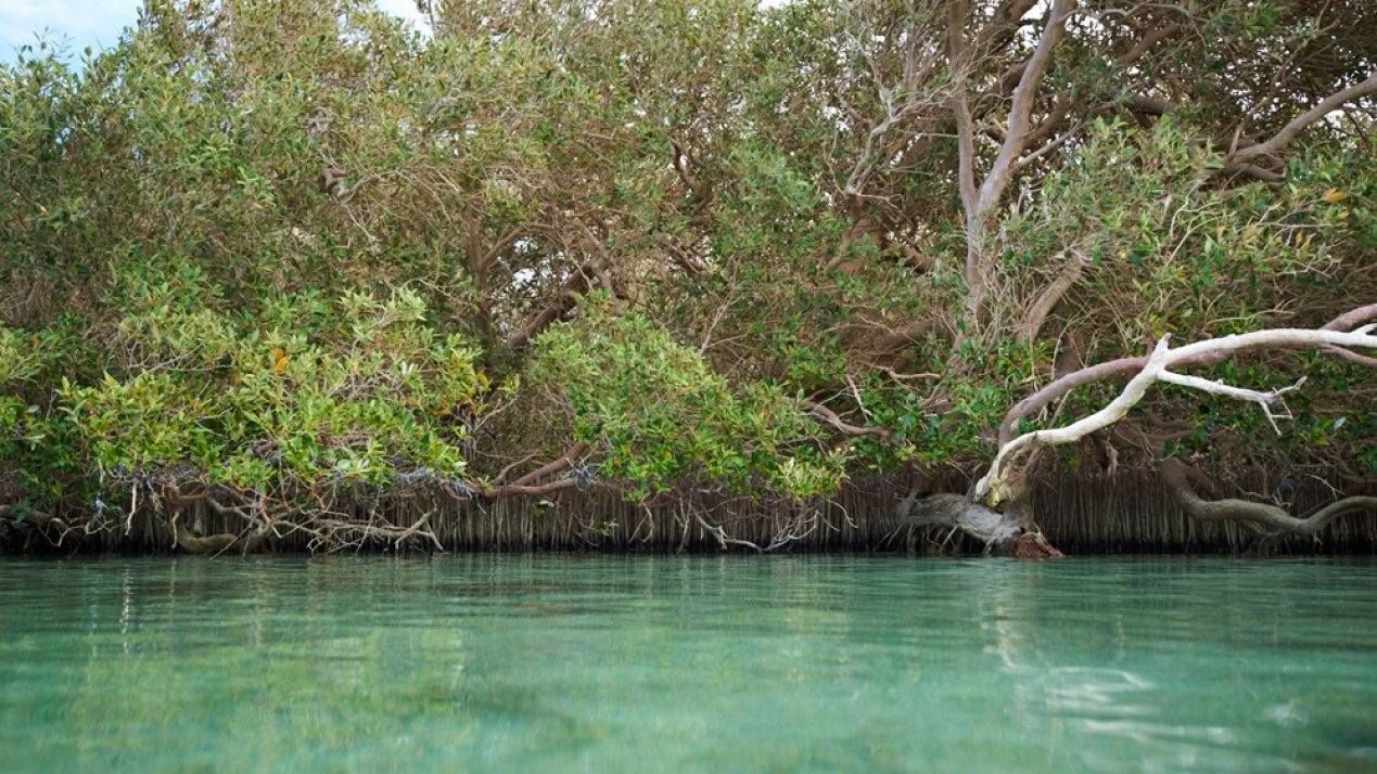 Mexico Targets Ecosystem Restoration for 2030