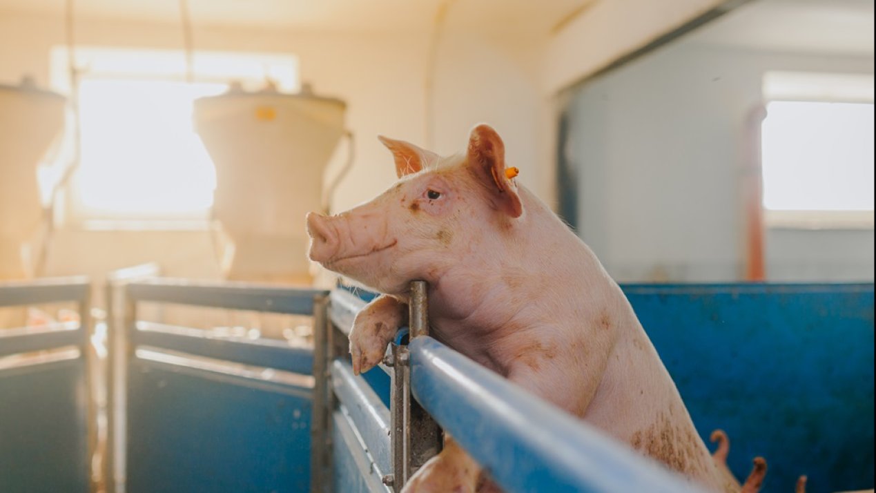 Mexico’s Pork Industry Expands With Sustainability Initiatives