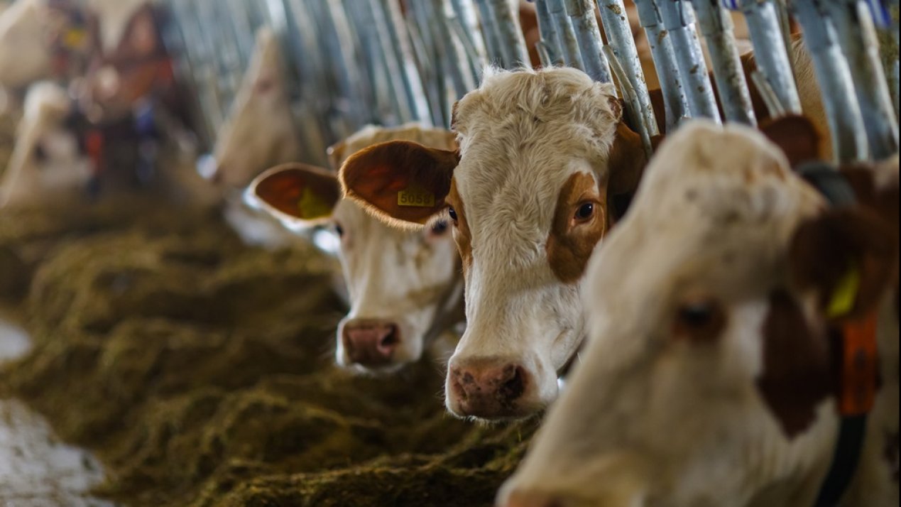 Mexico, IICA Strengthen Efforts to Combat Livestock Pest