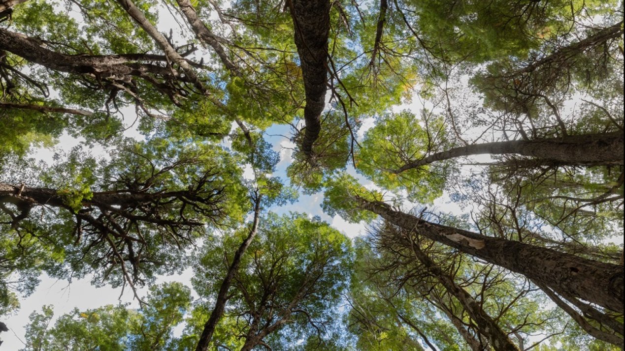 Google Accelerates Carbon Removal Efforts 